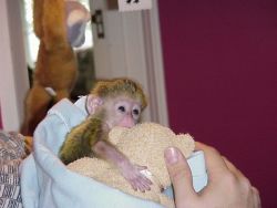 apuchin and mamorset monkeys for Adoption/Sale
