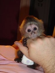 Male and Female Capuchin monkeys for Adoption/Sale