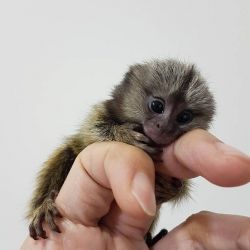 Marmoset monkey for sale (xxx) xxx-xxx6