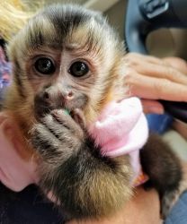 Capuchin Monkey For Adoption