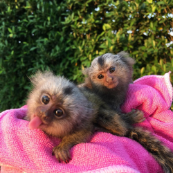 Pair marmoset available