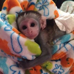 Capuchin Monkey for sale text xxx-xxx-xxxx