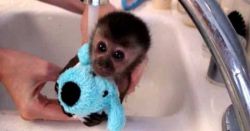 Capuchin Monkey Ready for a new home