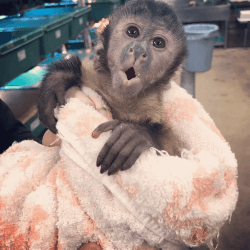 Boy N Girl Capuchin Monkey For Adoption