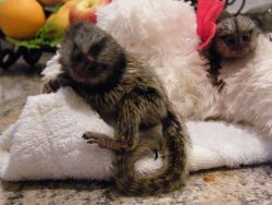 Pygmy Marmoset Monkey Available Now