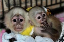 Hand Raised male & female Capuchin monkeys