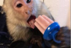Cute Male and Female Capuchin Monkeys available