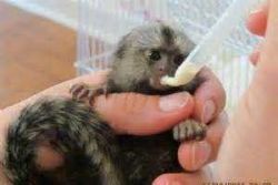 Healthy Capuchin and Marmoset Monkeys