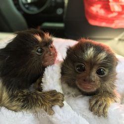 Marmoset and Capuchin Babies for sale