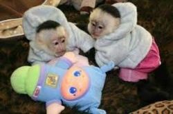 Home Trained Baby Capuchin Monkey For Adoption