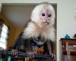 Spontaneous Baby Capuchin Monkey available