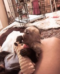 Very Delicate Capuchin Monkey available