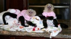 loving baby capuchin monkeys available