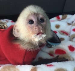 Very loving baby monkey ready for rehoming