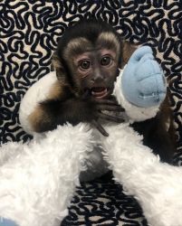 Baby Capuchin Monkeys For Sale