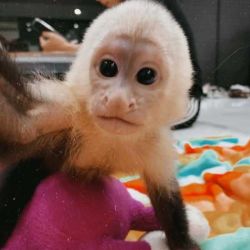 amazing baby Capuchin monkey Available