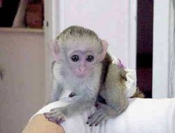 Marvelouse male and female Capuchin monkeys for sale.