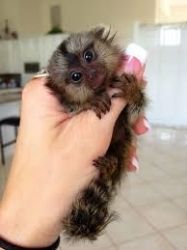 Well trained Marmoset Monkeys for sale.