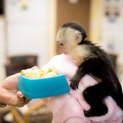 Cute baby Capuchin Monkeys available