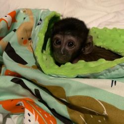 Capuchin baby monkey