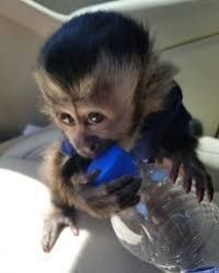 Cute Baby Capuchin Monkeys For Sale
