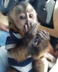 Amazing Capuchin Monkeys For Sale