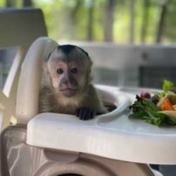 Healthy baby Capuchin monkey for sale now