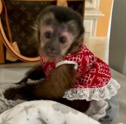 Adorable capuchin monkey available for adoption❣️❣️❣️