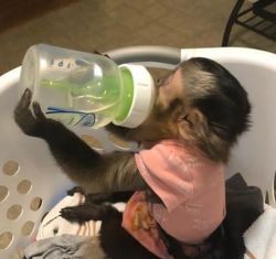 male and female Capuchin monkeys which I want to give out for adoption