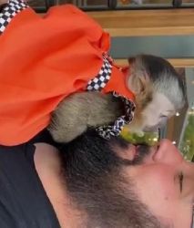Sweet Top quality baby capuchin monkeys