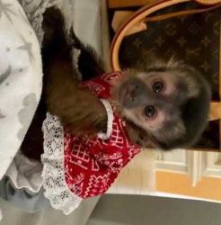 Super cute Capuchin monkeys babies for sale now