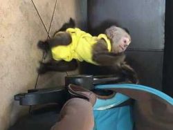 Charming baby capuchin monkeys available now