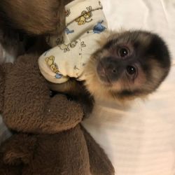 Pottery trained capuchin monkey's babies for re-homing