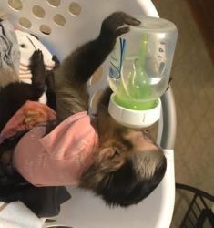 Male And Female Capuchin Monkeys Available