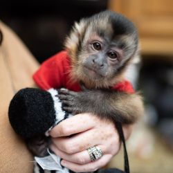cute little X mas Capuchin babies for adoption