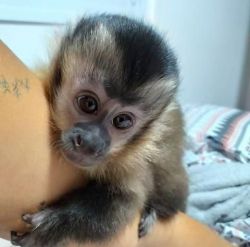 Family affectionate socialized female and male babies Capuchin monke