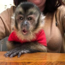 Charming X-MAS Capuchin monkeys for adoption