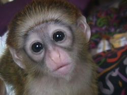 lovely male and female capuchin monkeys available