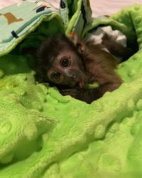 Adorable Capuchin baby monkey