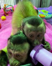 Adorable capuchins Monkey