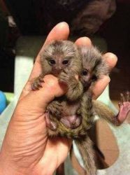 adorable marmoset