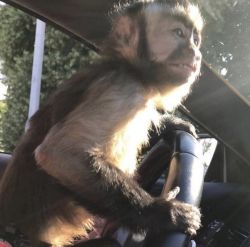 Captain monkey for sale