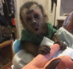 Babies Capuchin Monkeys