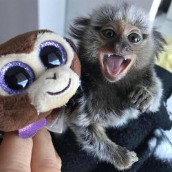 beautiful Marmoset Monkeys for sale