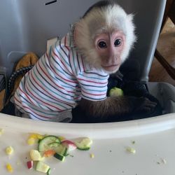 Intelligent Capuchin Monkeys for sale