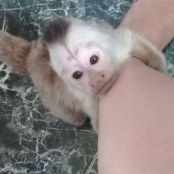 marmoset monkey