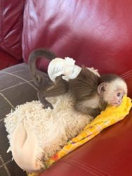 Cute little capuchin monkey