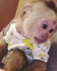 capuchin monkey pet