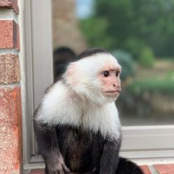 Outstanding capuchin monkey available