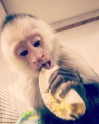 3 months old Capuchin monkey